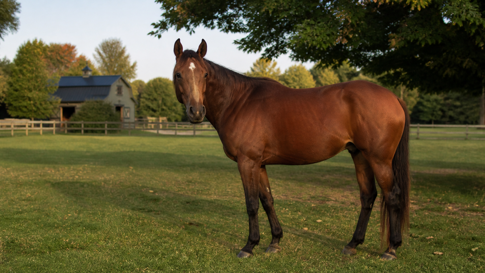 A healthy bay horse standing calmly in an Ontario paddock